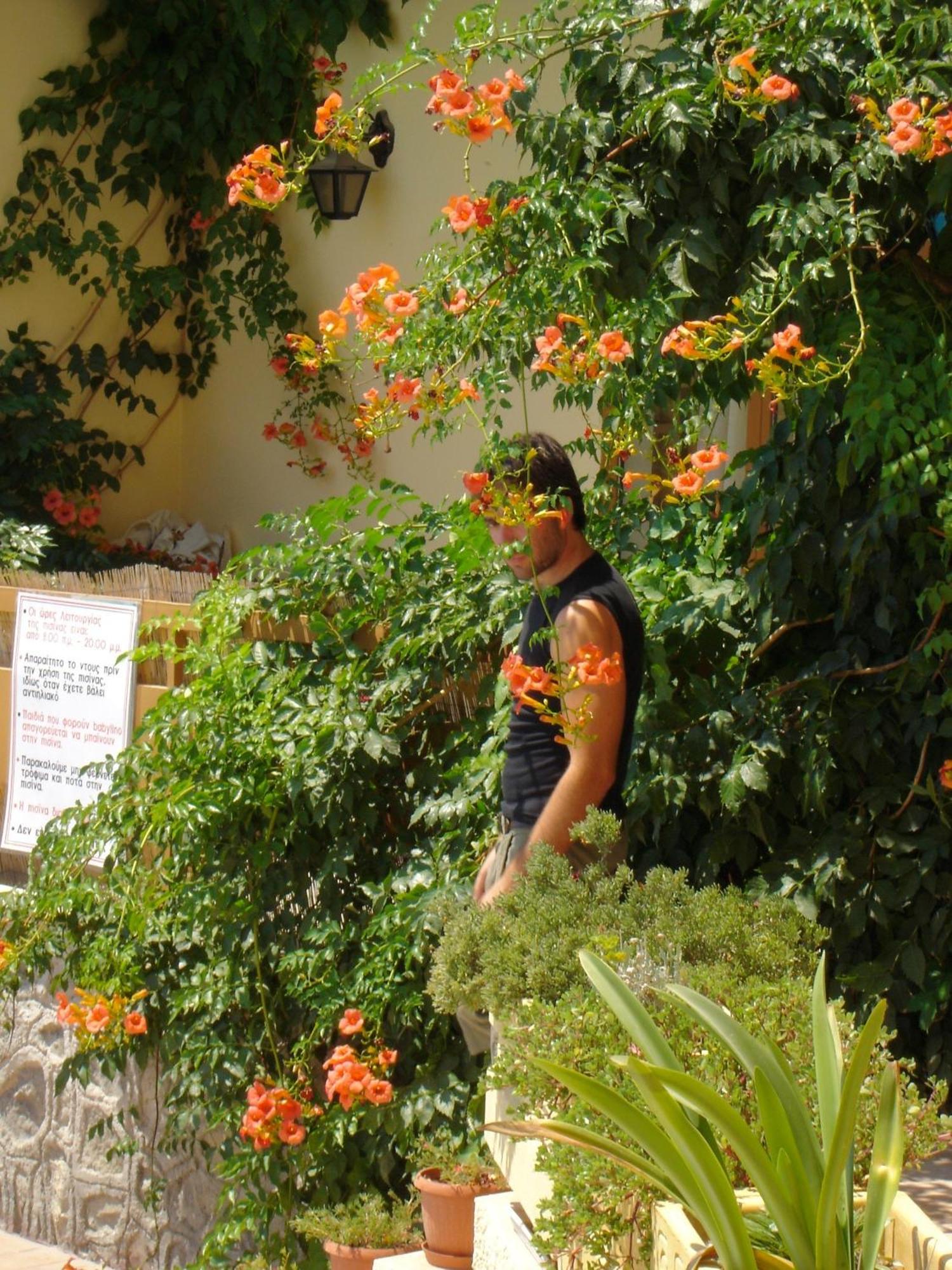 Hotel Afea Agia Marina  Dış mekan fotoğraf